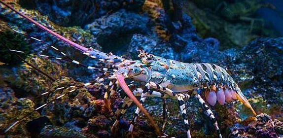 小知识最贵龙虾十大排名世界上最贵的龙虾多少钱