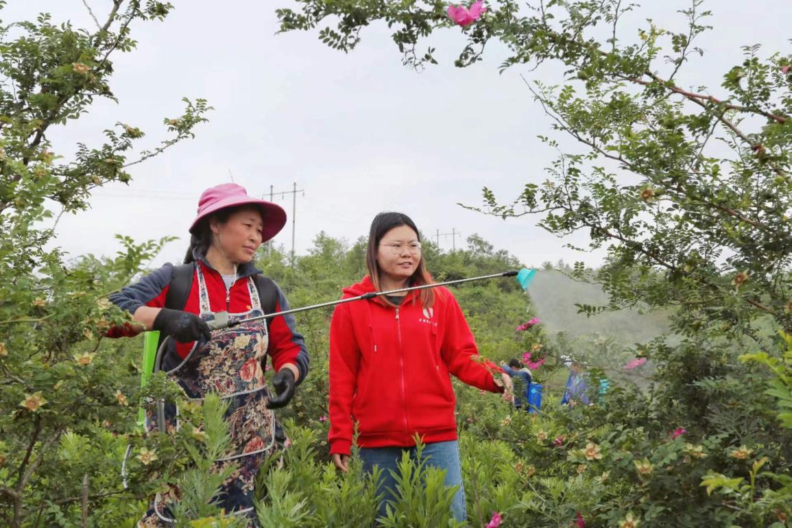 龙凤科技小院：“象牙塔”和“泥土地”的双向奔赴