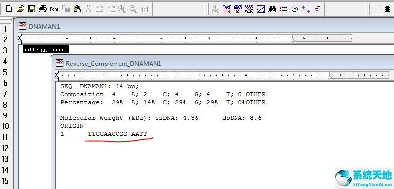 dna的正向和反向(如何理解dna反向平行)