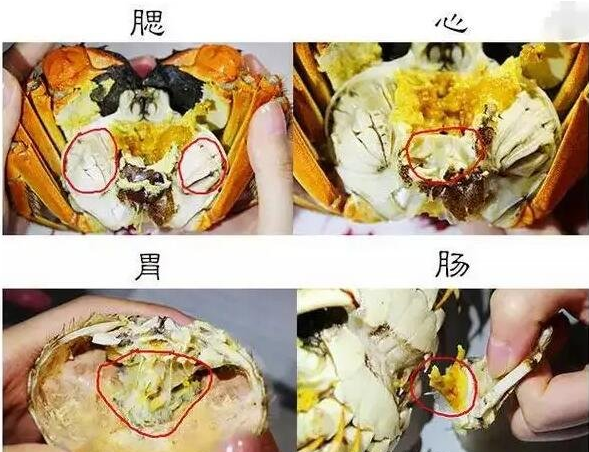 小知识:螃蟹哪些部位不能吃图解,不能吃的蟹腮/蟹肠/蟹胃/蟹心位置