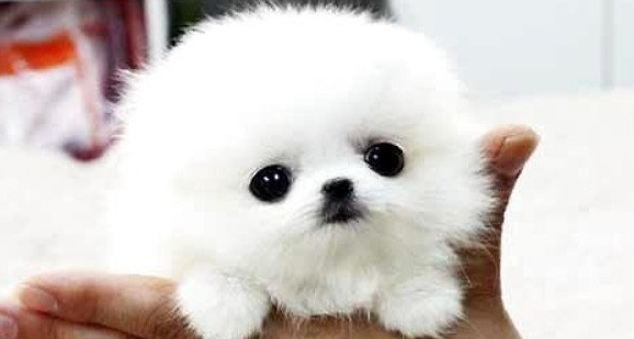 小知识:茶杯犬多少钱一只,最便宜的白色只要1000元(寿命不长谨慎购买)